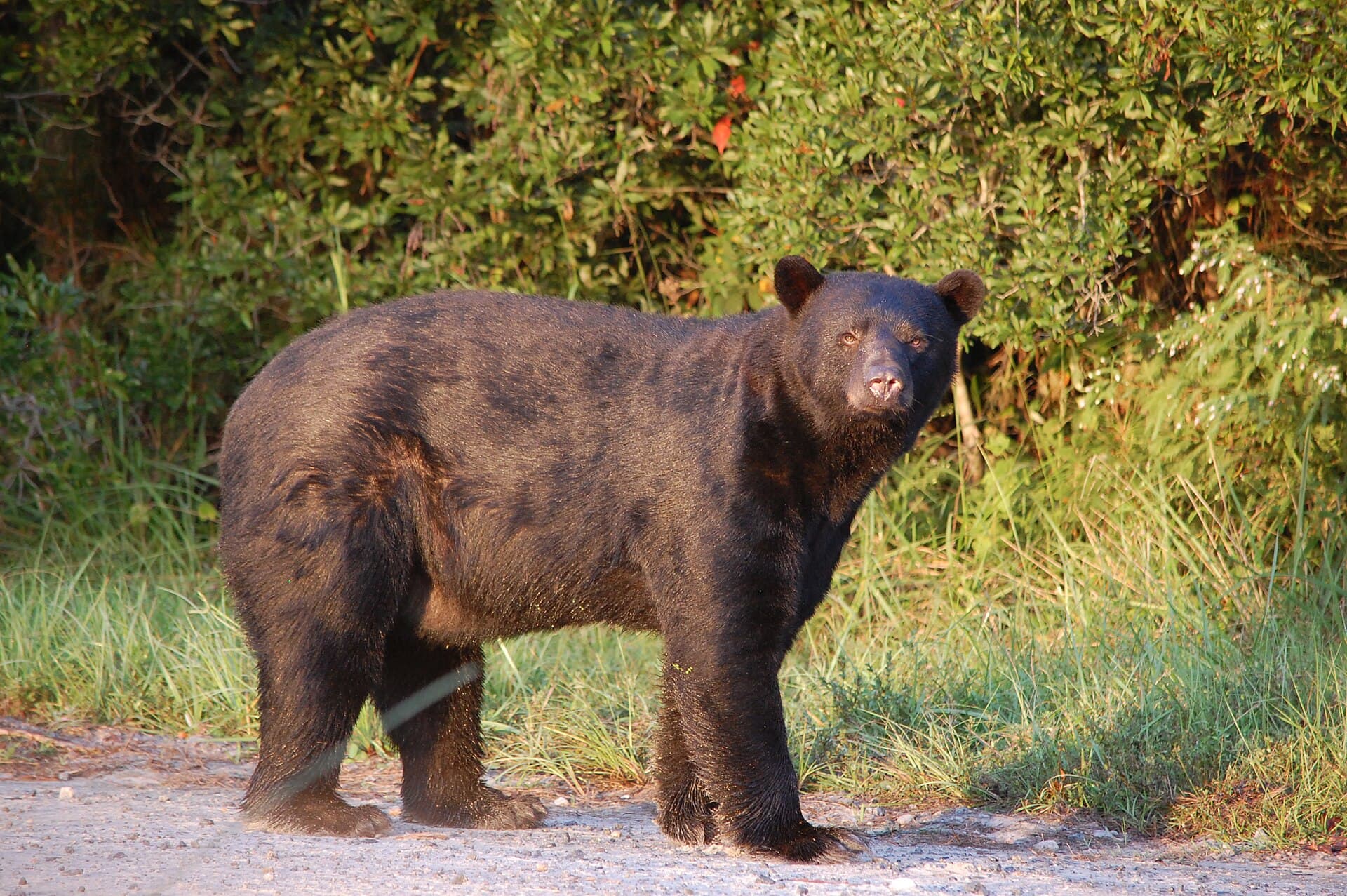 An American black bear standing in grass