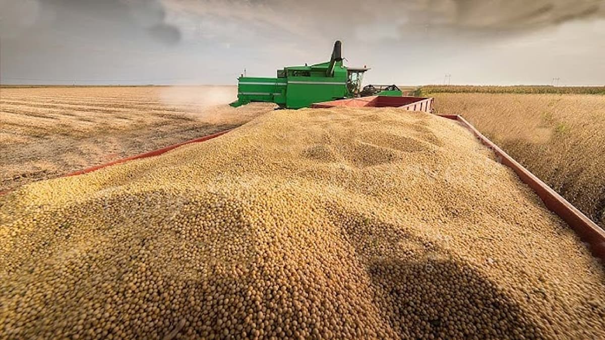 Soy Beans