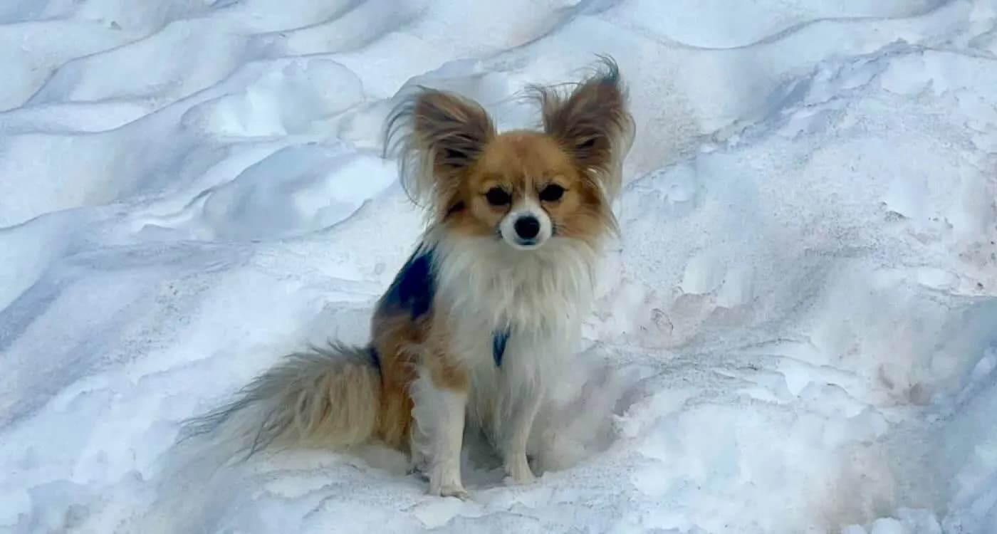 Tiny Chihuahua