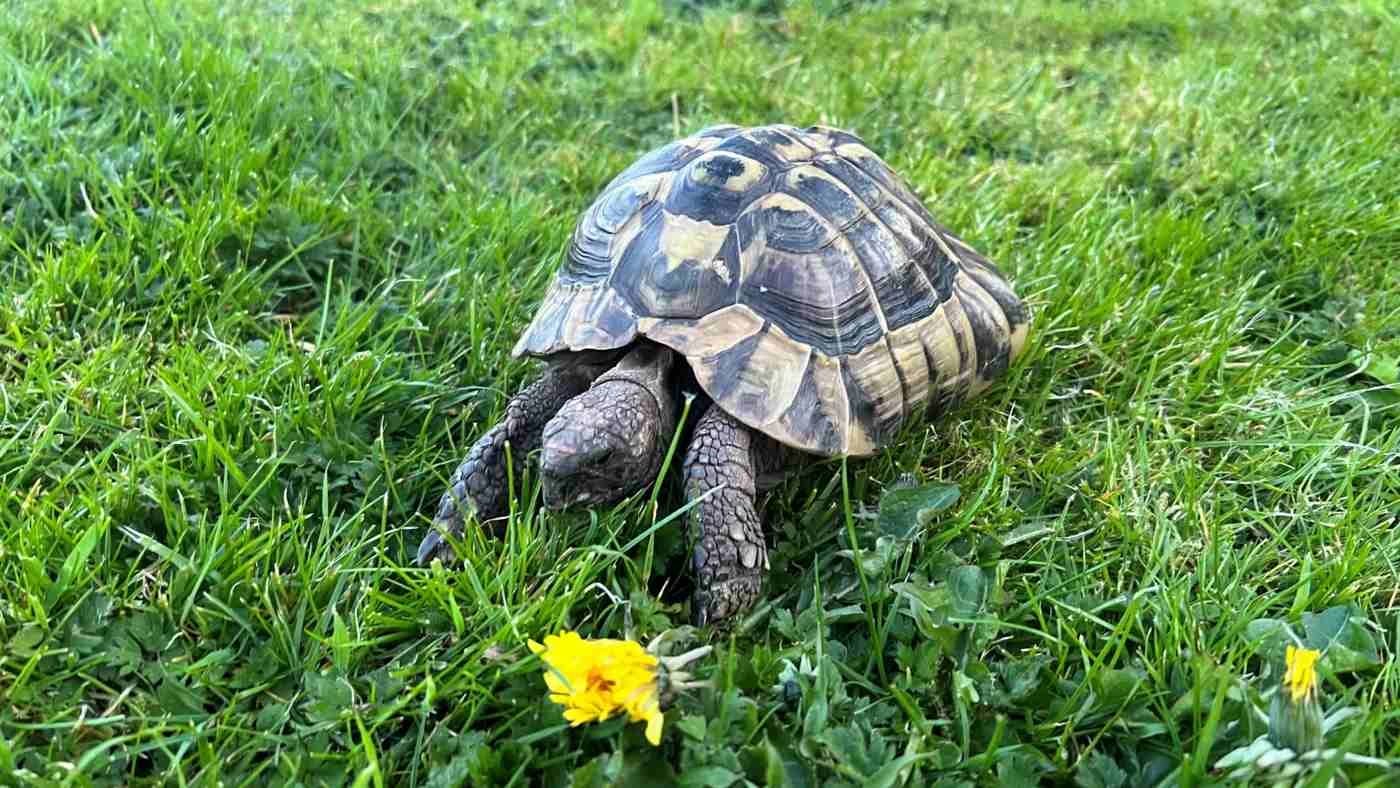 Tortoise